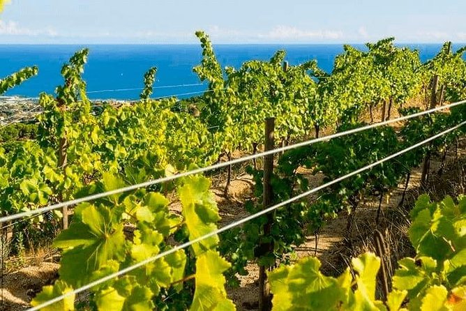 Barcelona Ebike Beach Tour to Vineyards, Wine Tasting & Picnic - Guide Appreciation and Recognition