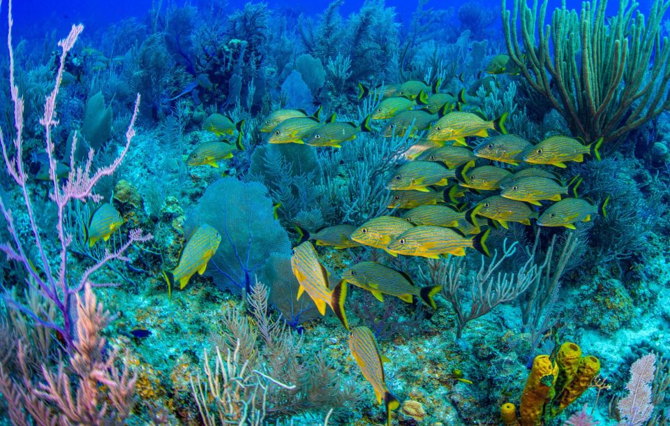 Bayahibe: Snorkeling Tour - Sea, Cotubanama Park & Cenotes - Inclusions Provided