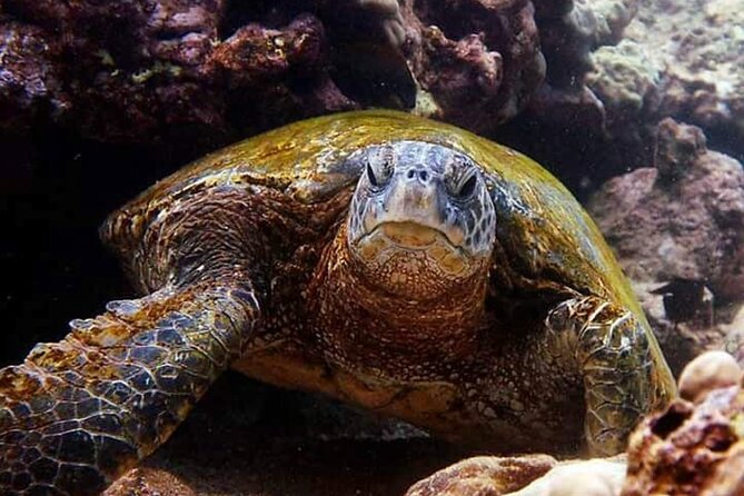 Beach Snorkel - Sea Turtle and Black Sand Lagoon - Logistics and Details