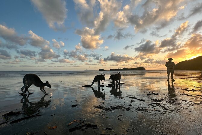Beach Sunrise With the Wallabies - Memorable Morning Adventure