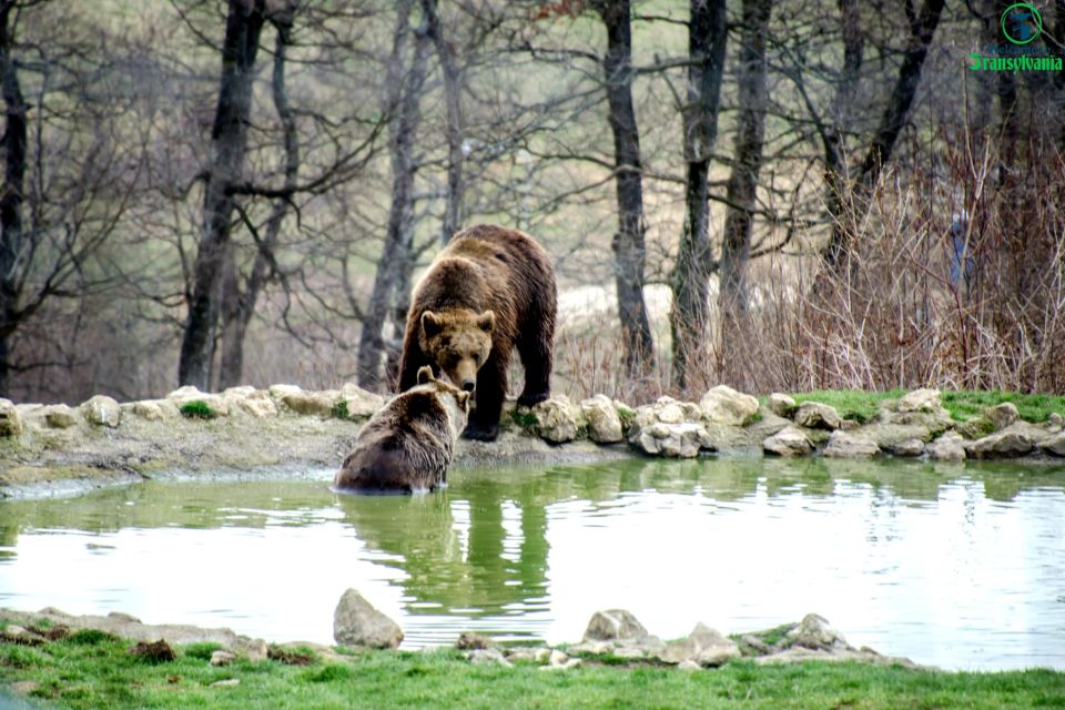 Bear Sanctuary & Bran Castle & Airport OTP From Brasov - Inclusions in the Tour Package