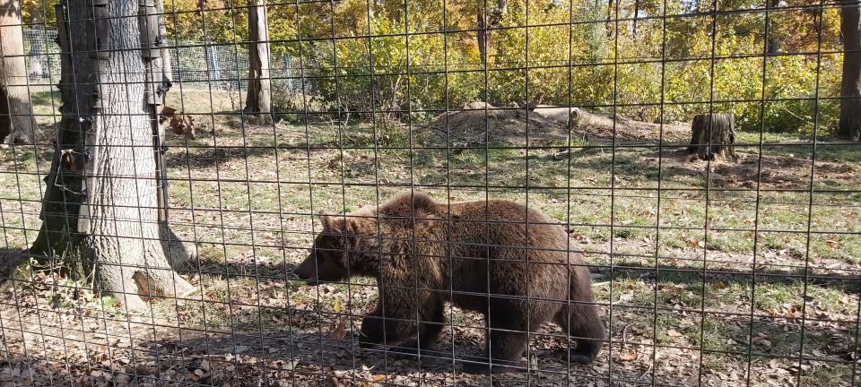 Bear Sanctuary-Bran Castle-Rasnov Fortress From Brasov - Full Description