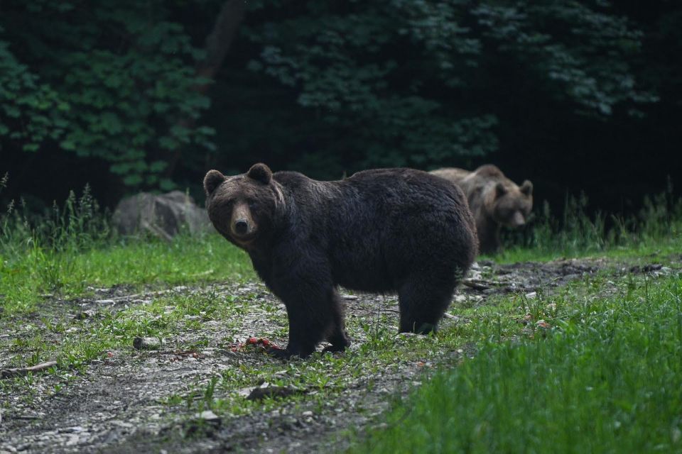 Bear Watching in the Wild Brasov - Activity Description
