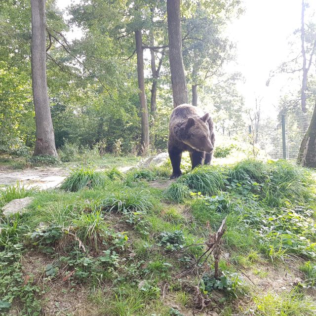 Bears Sanctuary, Bran Castle and Brasov City - Private Tour - Activity Description