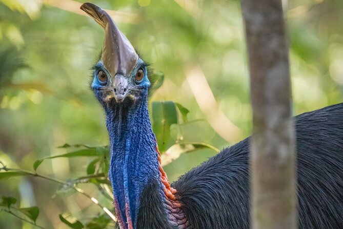 Beautiful Daintree Waterfall Hike Tour, Magical Swim and Lunch - Practical Information