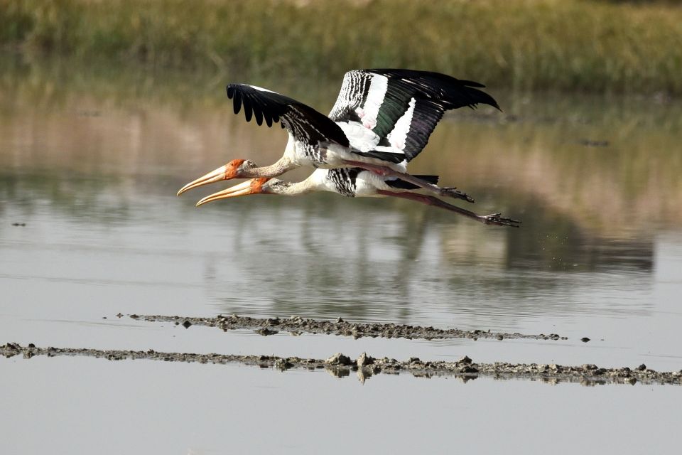 Bentota: Mangrove Lagoon and River Cruise - Customer Reviews