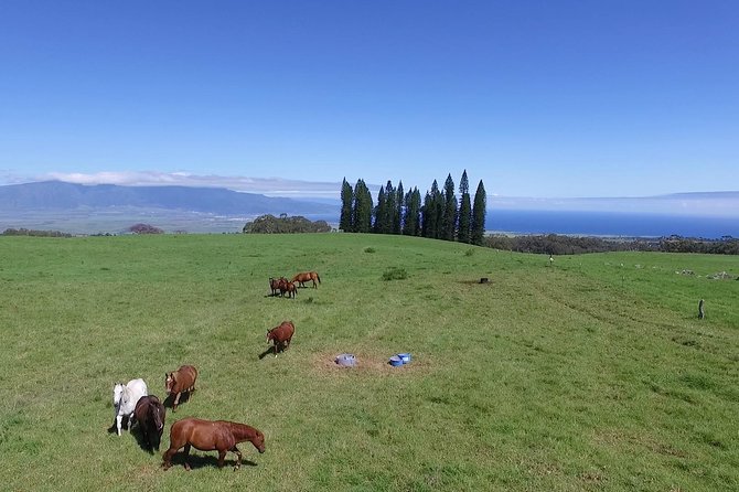 Best Haleakala Downhill Self-Guided Bike Tour With Maui Sunriders - Customer Feedback Highlights