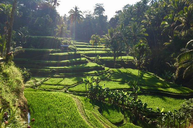 Best of Ubud Waterfalls, Tegalalang Rice Terrace and Swing Tour - Weather Policy