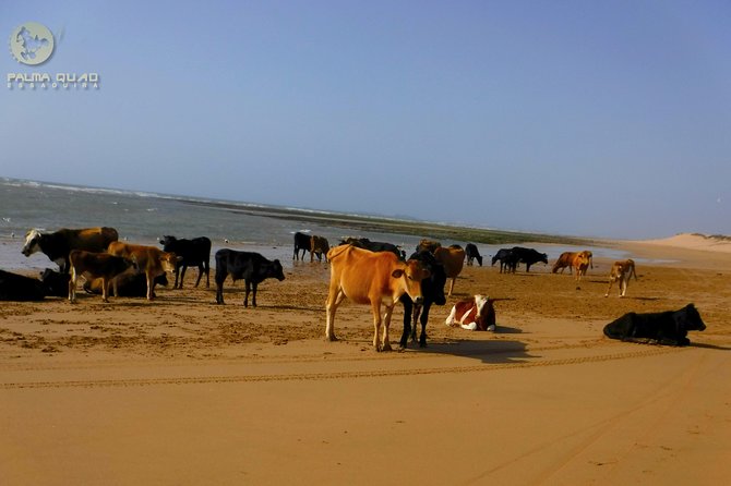 Big Dunes and Atlantic Coast Tour 2 HOURS - Common questions