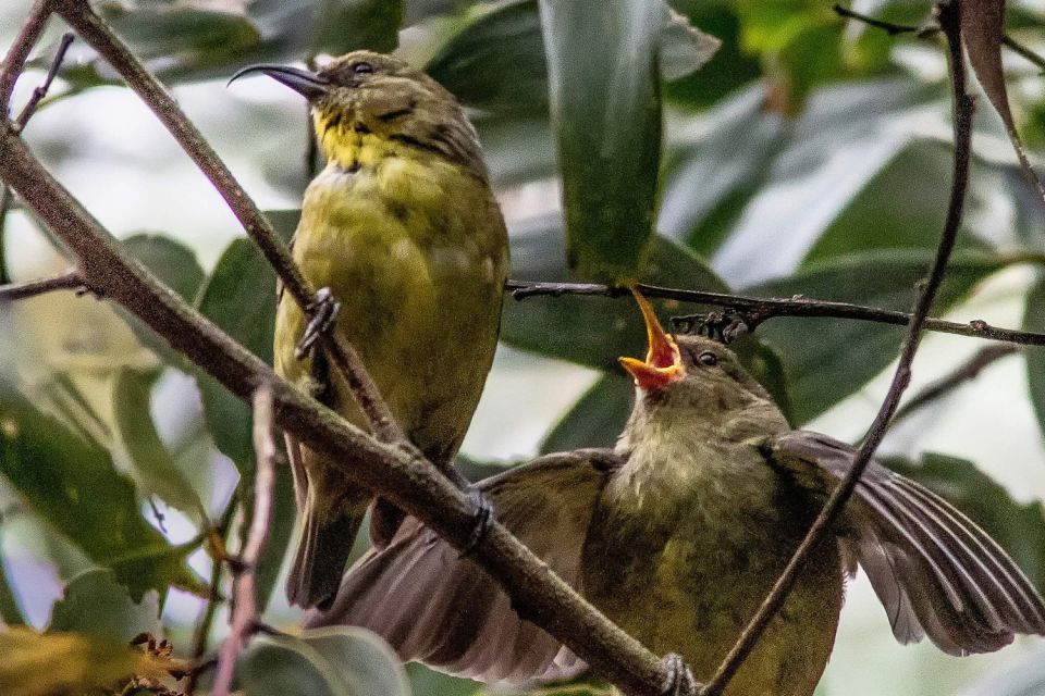 Big Island: Native Bird Watching & Hiking Tour - Customer Review