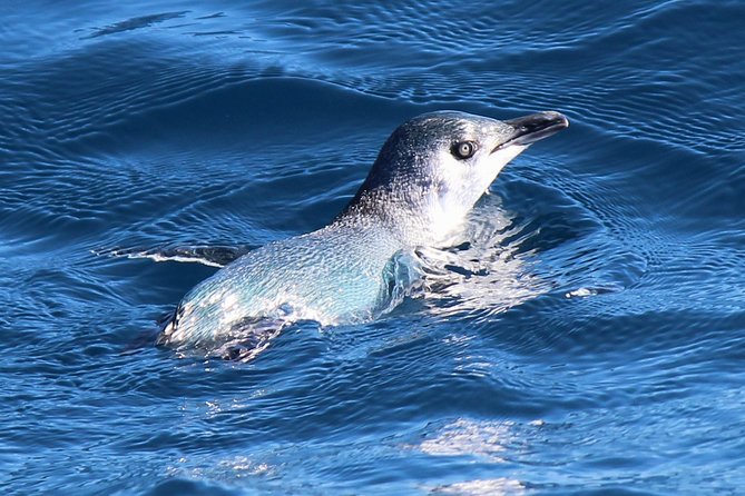 Bird Watching and Dolphin Eco-Tour From Picton - Price Information