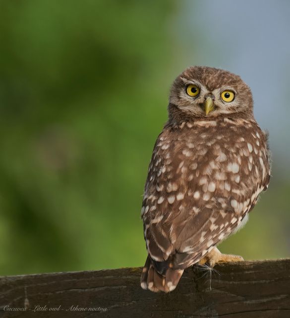 Bird Watching and Photography Private Tour Near Constanta - Location Details