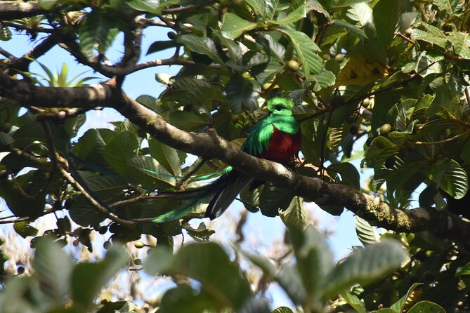 Bird Watching Tour in Monteverde - Cancellation Policy