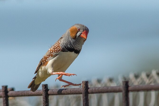 Birds of the Pilbara: Guided Birdwatching Walk, Roebourne  - Karratha - Cancellation Policy