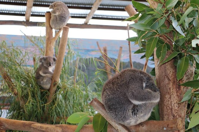 Blue Mountains ALL INCLUSIVE Day Tour With Free Koala Photo - Common questions