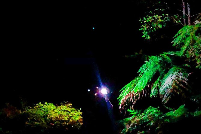 Blue Mountains Hiking Glow Worms Cave Wildlife Spotlighting Night Adventure - Additional Information