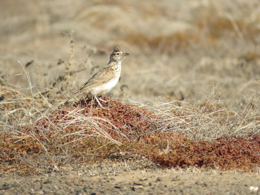 Boa Vista: Bird Watch Expedition in Natural Environment - Detailed Experience Description