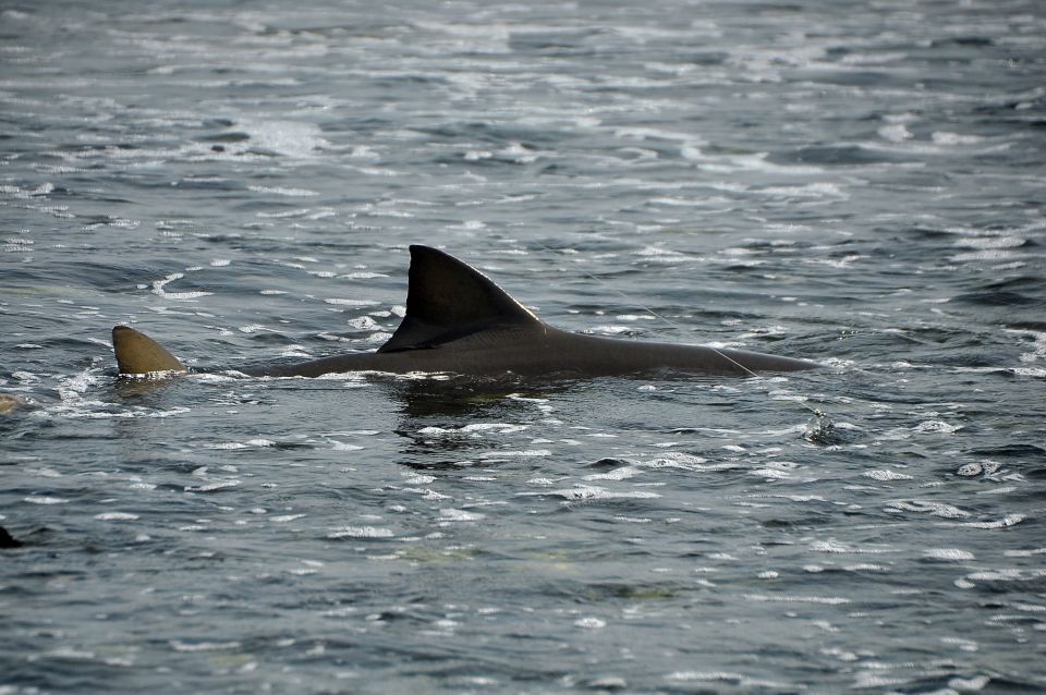 Boavista: Green Turtle & Shark Bay Sandboard Tour & Tasting - Inclusions and Features