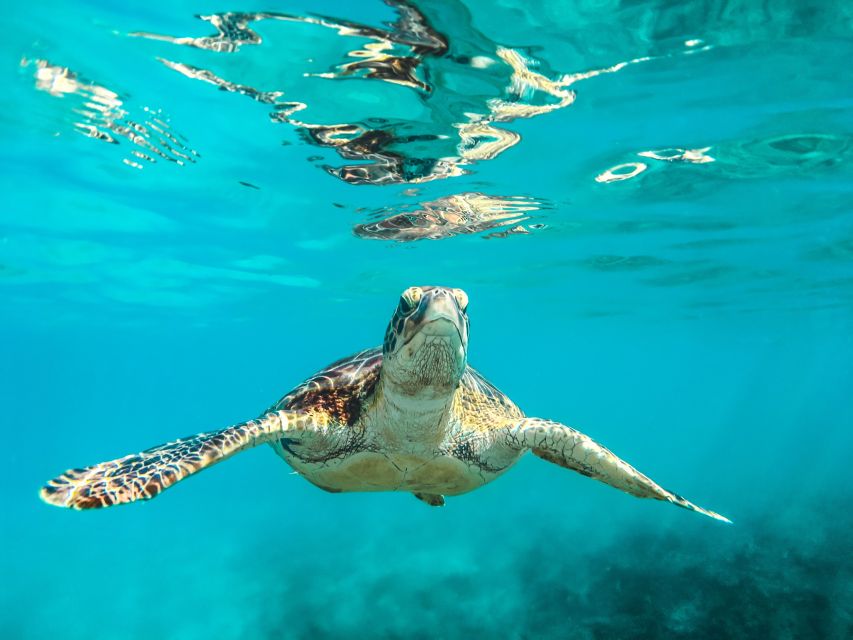 Bohol: Dolphin and Sea Turtle Watching Island Hopping Tour - Location and Tour Details