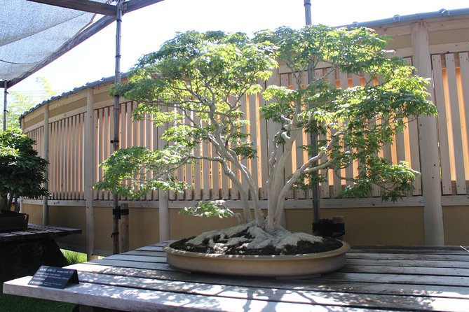 Bonsai Museum & Bonsai Experience - Meet Tour Guide Nobu