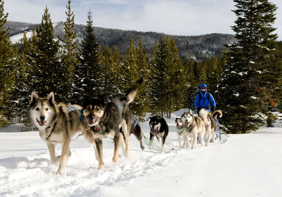 Bozeman: 6 Day Yellowstone Winter Wonderland Tour - Booking Details and Additional Info