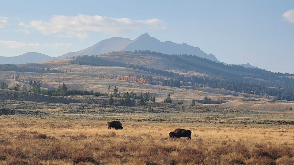 Bozeman: Yellowstone & Grand Teton National Park With Hotel - Logistics and Inclusions