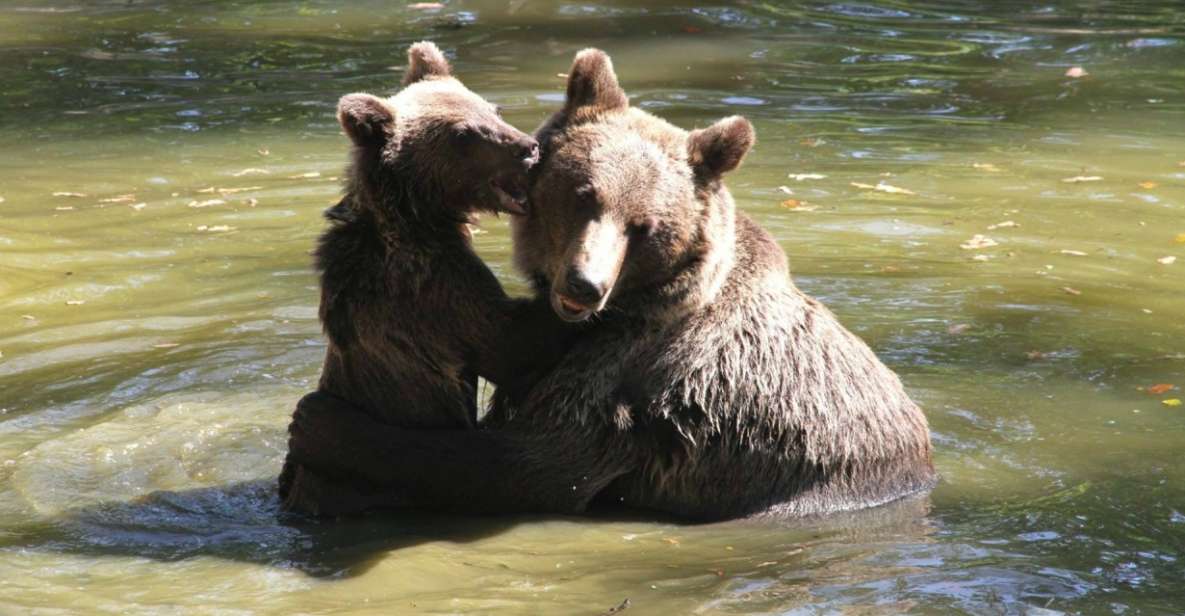 Brasov: Craiuli Mountains Hike & Bear Sanctuary Private Trip - Location and Details