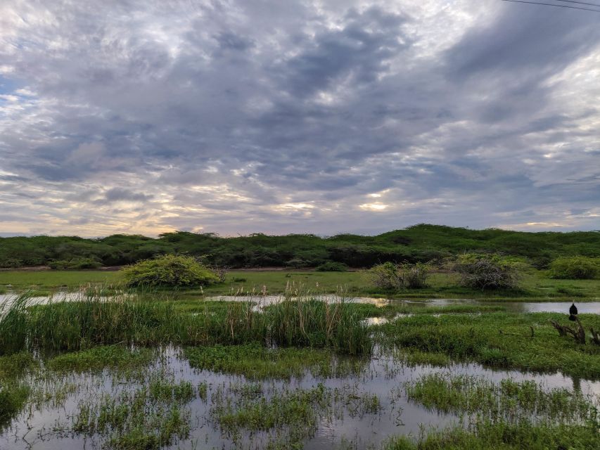 Bundala National Park: 3-Hour Morning or Evening Safari - Safari Experience Details