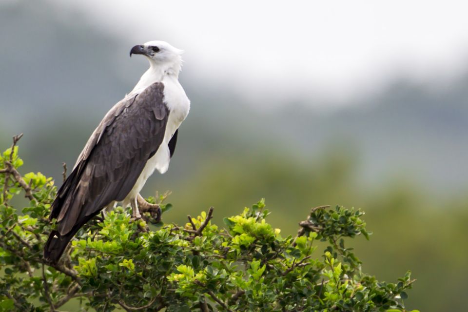 Bundala National Park Safari - Birding Paradise Tour - Flora and Fauna Diversity