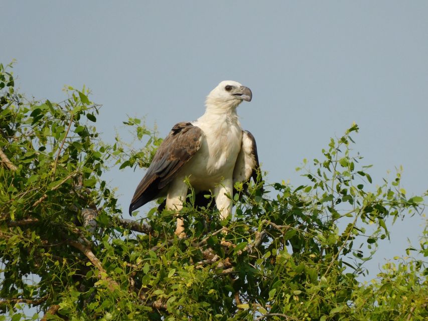 Bundala Safari Tour From Hambantota Port (Shore Excursion) - Inclusions in the Safari Package