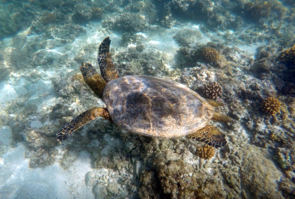 Cabo Pulmo Snorkeling - Common questions