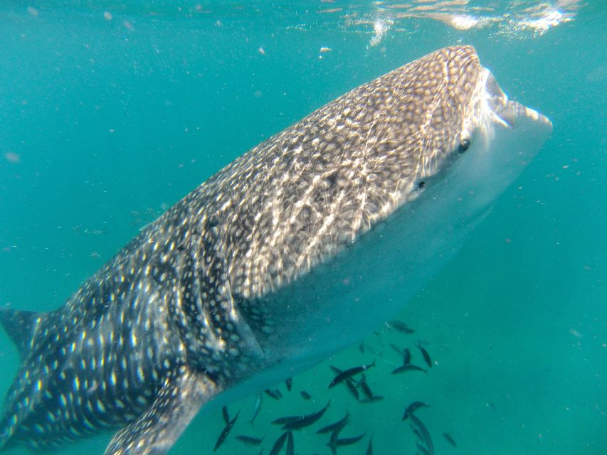 Cabo San Lucas: Full-Day Whale Shark Swimming Experience - Directions
