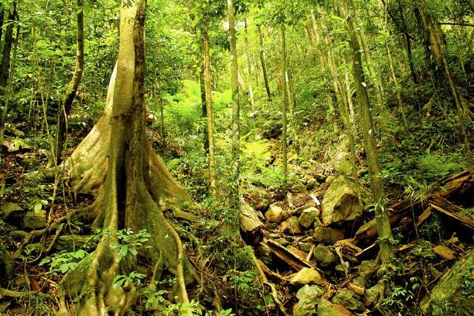 Cairns 4WD Rainforest Waterfall Tour Including a GBR Island Tour - Booking Details