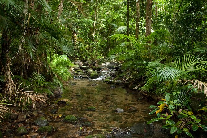 Cairns Reef/Rainforest : Daintree Rainforest & Great Barrier Reef - Important Information