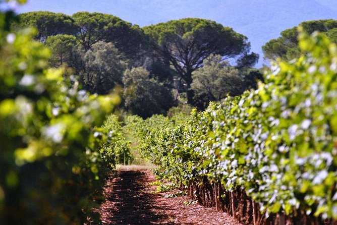 Calanques of Cassis, Aix-en-Provence & Wine Tasting Private Tour - Customer Testimonials