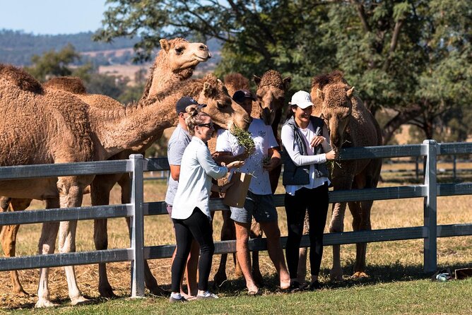 Camel Farm Tour and Taste - Last Words