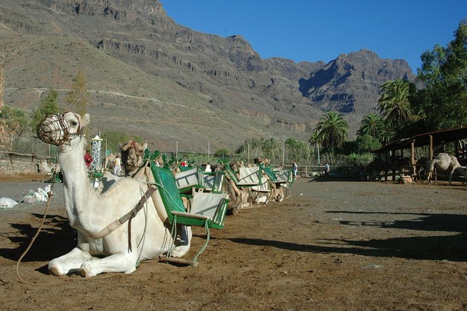 Camel Ride in Fataga With Tapas and Drinks - Enjoy Canarian Tapas Lunch