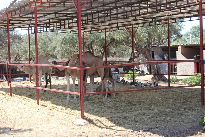 Camel Ride in the Palmeraie of Marrakech - Logistics