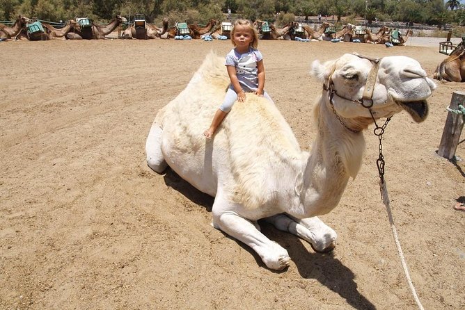 Camel Riding in Maspalomas Dunes - Common questions