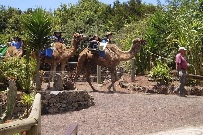 Camel Riding Tour at El Tanque, Tenerife - Cancellation Policy