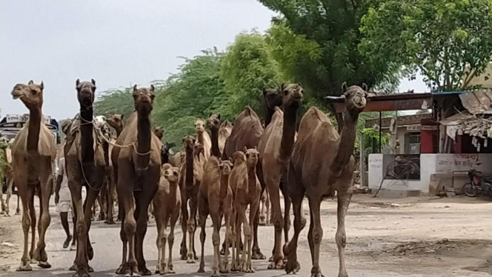 Camel Safari Half Day Tour in Jodhpur With Dinner - Private Group Tours Information