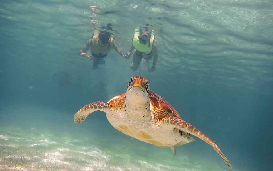 Cancun: Akumal Turtles and Cenote Snorkeling Tour - Tour Description