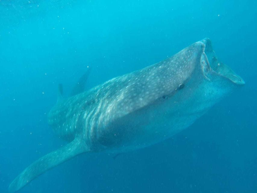 Cancun or Riviera Maya: Whale Shark Tour & Playa Norte Beach - Customer Reviews