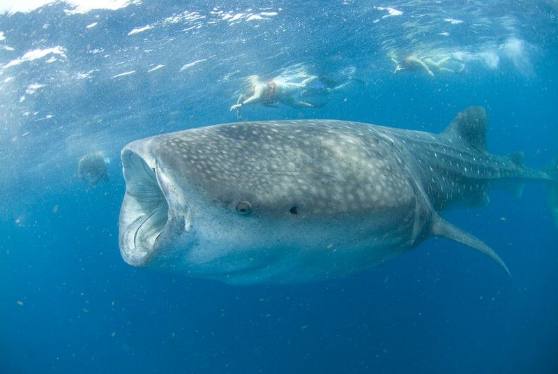 Cancún: Swim With Whale Sharks - Customer Reviews
