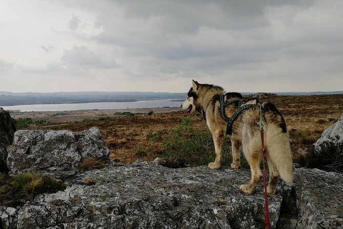 Cani Rando, Fun and Original Hiking, Pulled by Huskies - Tips for an Enjoyable Cani Rando