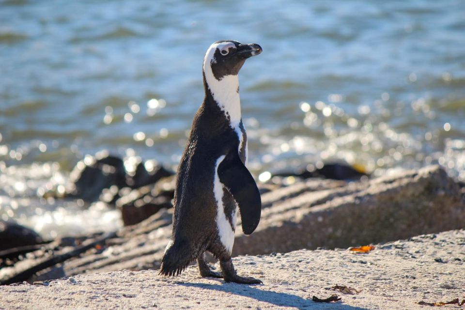 Cape Agulhas, Hermanus & Stoney Point Penguins Full Day Tour - Customer Reviews