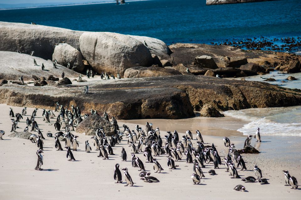 Cape Town: Cape Point & Boulders Beach Day Tour - Additional Information