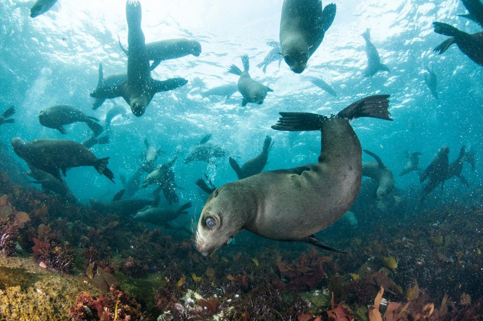 Cape Town: Cruise With Guided Seal Snorkel in Hout Bay - Review Summary