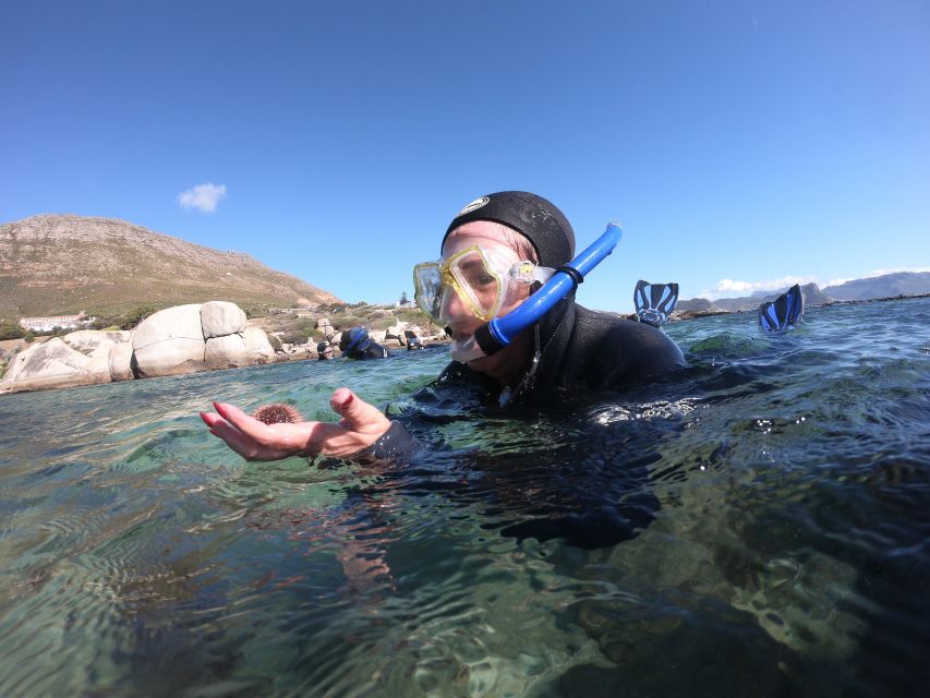 Cape Town: Great African Sea Forest Guided Snorkel - Customer Review