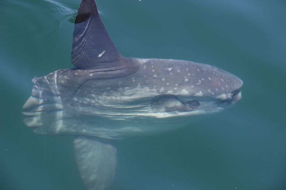 Cape Town: Marine Wildlife Tour From the V&A Waterfront - Last Words